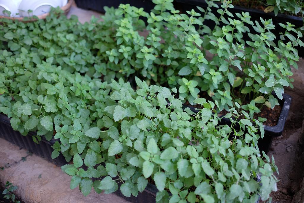 Lang Boho Homestay Da Lat Buitenkant foto